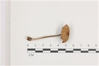 登錄號:F0036513藏品圖，第1張