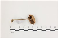 登錄號:F0036513藏品圖，第3張