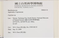 鬼傘屬藏品圖，第2張