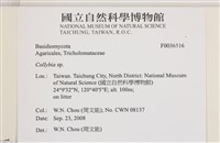 登錄號:F0036516藏品圖，第2張