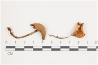 登錄號:F0036516藏品圖，第1張