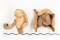 登錄號:F0036518藏品圖，第1張