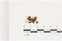 鬼傘屬藏品圖，第1張