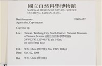 鬼傘屬藏品圖，第2張