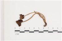 鬼傘屬藏品圖，第1張