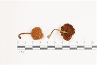 登錄號:F0036523藏品圖，第1張