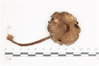 登錄號:F0036524藏品圖，第1張