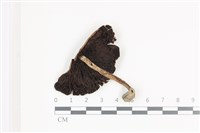 登錄號:F0036526藏品圖，第3張