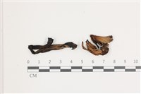 登錄號:F0036527藏品圖，第1張