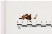 登錄號:F0036529藏品圖，第1張