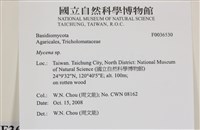 小菇屬藏品圖，第2張