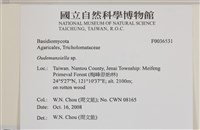 登錄號:F0036531藏品圖，第2張