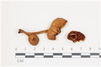 登錄號:F0036531藏品圖，第1張