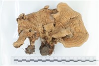 登錄號:F0036533藏品圖，第1張