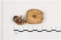 登錄號:F0036537藏品圖，第1張