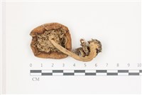 登錄號:F0036537藏品圖，第3張