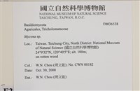 小菇屬藏品圖，第2張