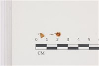 小菇屬藏品圖，第1張