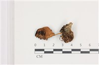 登錄號:F0036539藏品圖，第1張