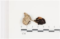 登錄號:F0036539藏品圖，第3張