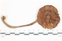 登錄號:F0036540藏品圖，第1張