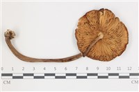 登錄號:F0036540藏品圖，第3張