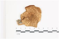 登錄號:F0036541藏品圖，第1張