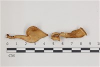 登錄號:F0036544藏品圖，第1張