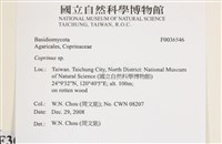 鬼傘屬藏品圖，第2張