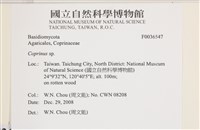 鬼傘屬藏品圖，第2張