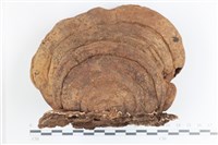 登錄號:F0036551藏品圖，第1張