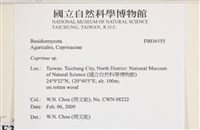 鬼傘屬藏品圖，第2張