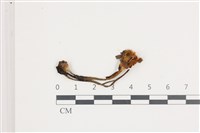 登錄號:F0036556藏品圖，第1張