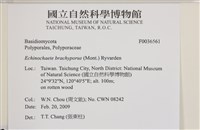 登錄號:F0036561藏品圖，第2張