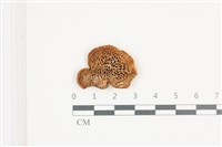 登錄號:F0036561藏品圖，第3張