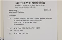 炭角菌屬藏品圖，第2張