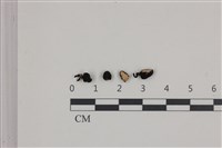 炭角菌屬藏品圖，第1張