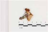 登錄號:F0036564藏品圖，第1張