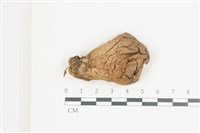 登錄號:F0036565藏品圖，第1張