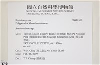 假芝屬藏品圖，第2張