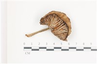 登錄號:F0036569藏品圖，第1張