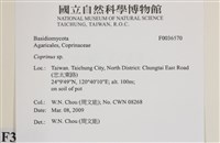 鬼傘屬藏品圖，第2張