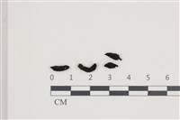 登錄號:F0036575藏品圖，第1張
