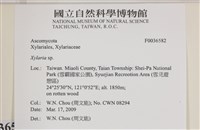 炭角菌屬藏品圖，第2張