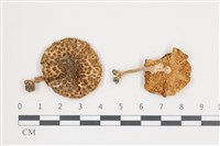 登錄號:F0036584藏品圖，第1張