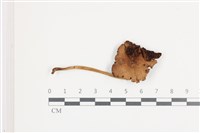 登錄號:F0036585藏品圖，第1張