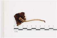 登錄號:F0036585藏品圖，第3張