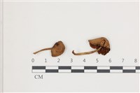 登錄號:F0036586藏品圖，第1張