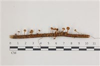 登錄號:F0036594藏品圖，第1張