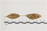 登錄號:F0036597藏品圖，第1張